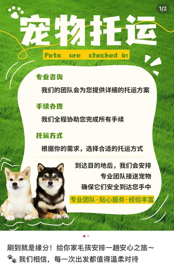 女子托运宠物至哈尔滨却被送新疆 猫咪两天飞6000公里